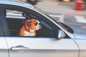 Tips For Traveling With Your Pet This Summer Auto Body Shop | Collision Repair Experts – Fix Auto USA traveling with pet