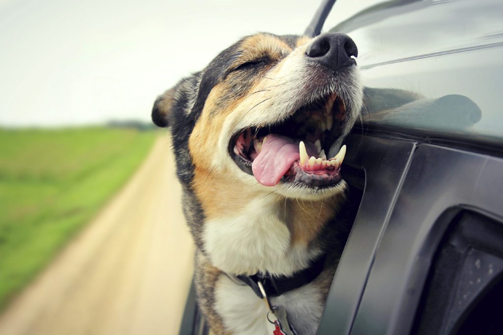 traveling with pet