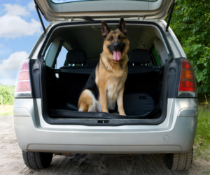 Driving Safety Tips For Pets and Their Owners Auto Body Shop | Collision Repair Experts – Fix Auto USA FixAuto BlogImg5
